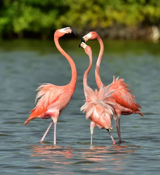 Сезон спаривания Карибского бассейна Фламинго — стоковое фото