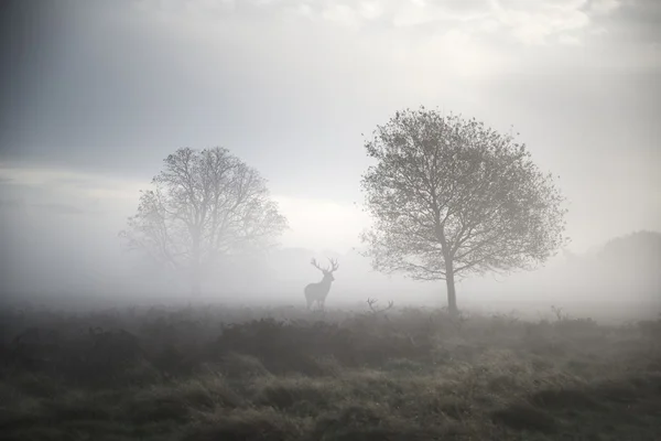 Олень благородного оленя в атмосферном туманном осеннем пейзаже — стоковое фото