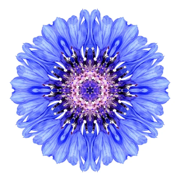 Василек синий Мандала цветочный калейдоскоп, изолированные на белом Стоковое Изображение