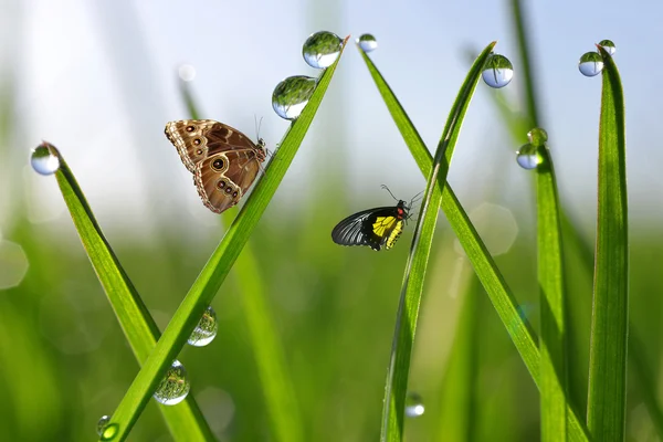 Окропите росой снижения и бабочек — стоковое фото