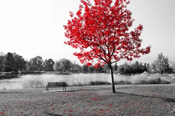Красное дерево над парк скамейка — стоковое фото