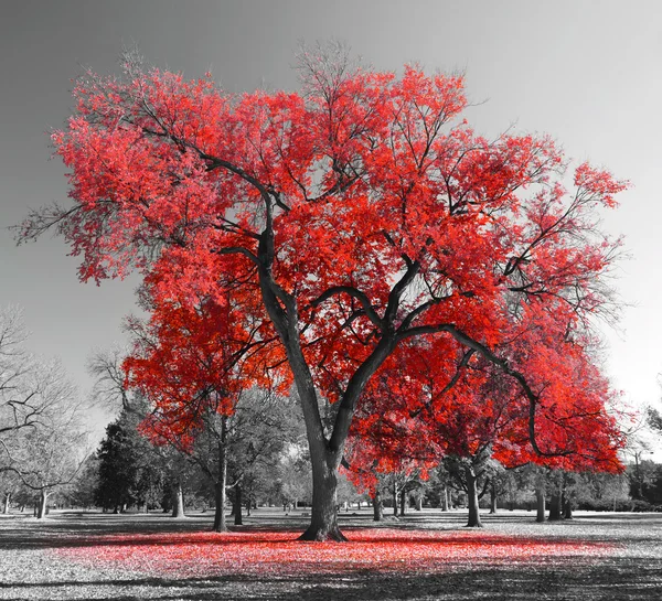 Большое красное дерево — стоковое фото