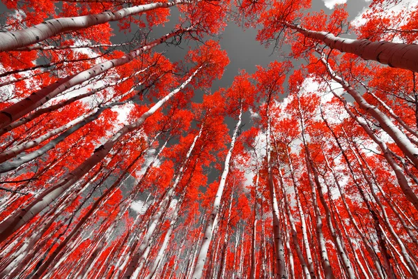 Красный лес — стоковое фото