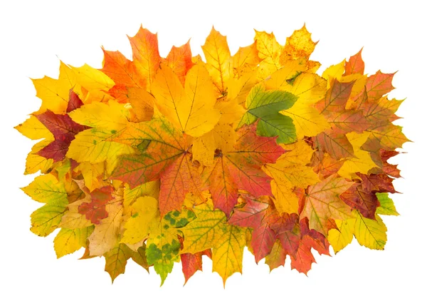 Красочные кленовые листья Стоковая Картинка