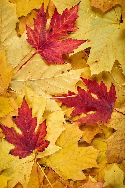 Крупным планом осенью кленовые листья как фон Стоковое Фото