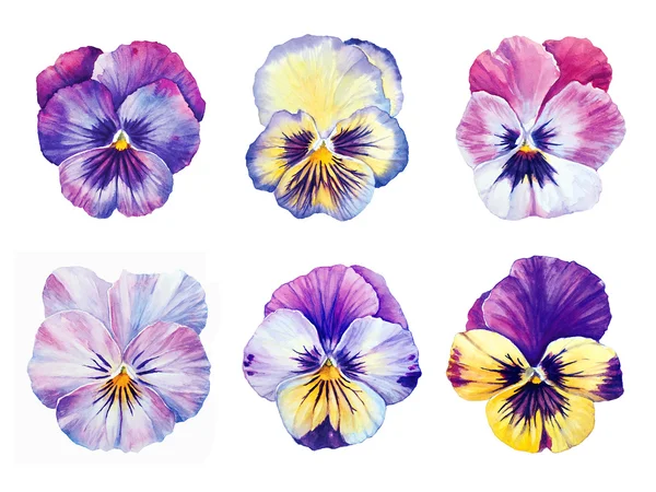 Набор шести ботанический акварель анютиных глазок цветет — стоковое фото