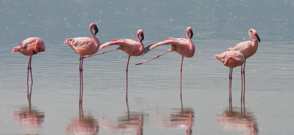 Розовый фламинго на открытом воздухе — стоковое фото