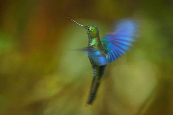 Hummingbird Great Sapphirewing Pterophanes cyanopterus male in flight — стоковое фото