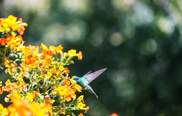 Colorful Hummingbird Costa Rica Central America — стоковое фото