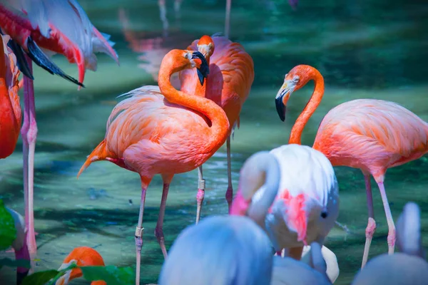 Розовые фламинго, кормление на воде — стоковое фото