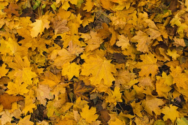 Опавшие кленовые листья Лицензионные Стоковые Фото