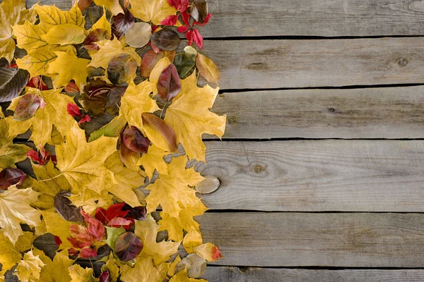 Окрашенные осенние листья Стоковая Картинка