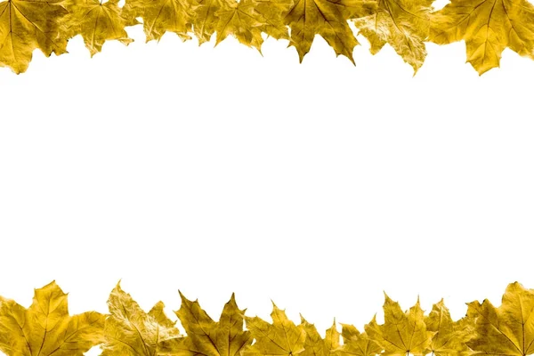 Кленовые листья Стоковая Картинка
