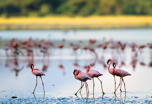 Фламинго на воде в дикой природе — стоковое фото