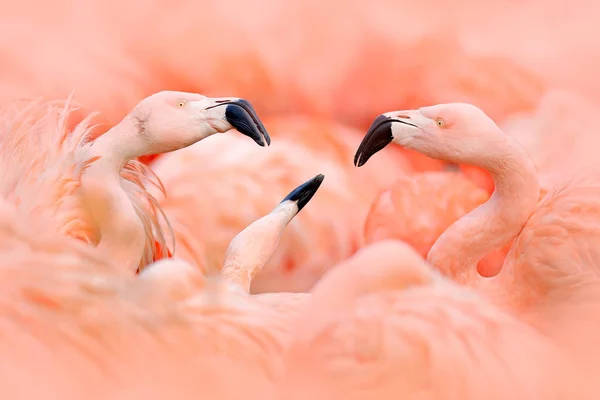 Flaningo Бой Американский Фламинго Phoenicopterus Rubernice Розовая Большая Птица Танцы — стоковое фото