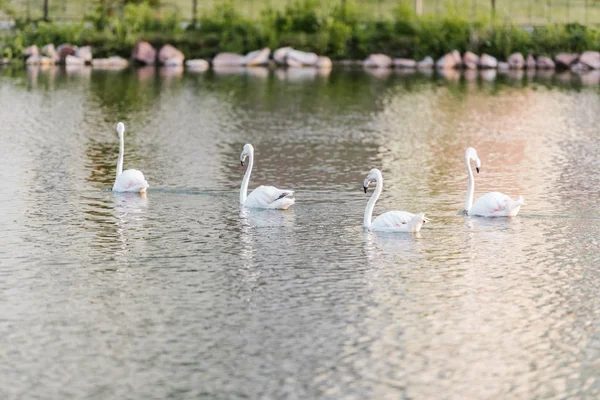 Выборочный Фокус Белых Фламинго Плавание Пруд Зоопарке — стоковое фото