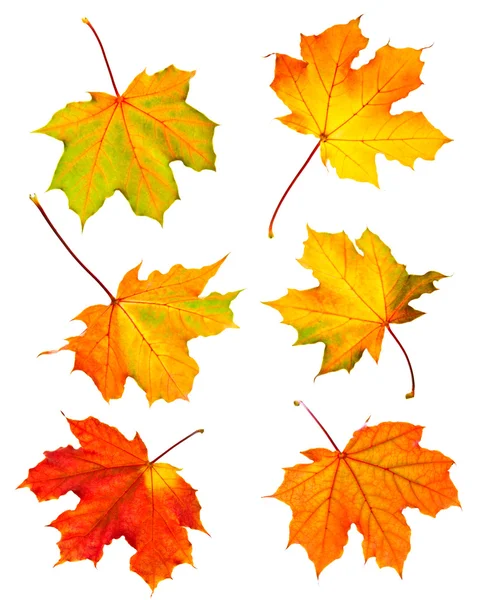 Осенние листья клена Лицензионные Стоковые Изображения