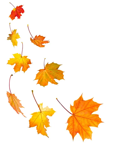 Фон кленовых листьев падения Стоковое Фото