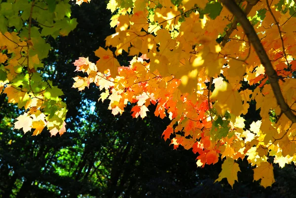 Осенние листья клена Стоковое Фото