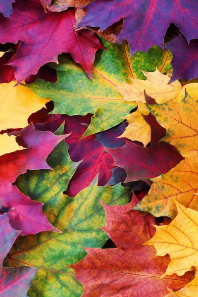 Осенний фон от кленовых листьев Лицензионные Стоковые Изображения