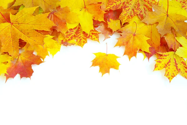 Осенние кленовые листья Лицензионные Стоковые Изображения
