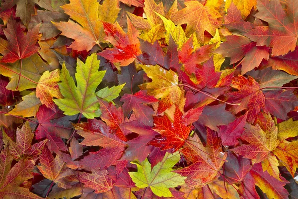 Кленовых листьев смешанные цвета осени фон 2 Стоковая Картинка
