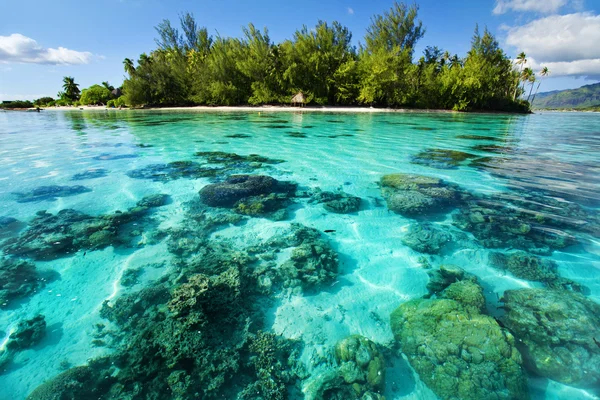 Подводный коралловый риф рядом с тропический остров — стоковое фото
