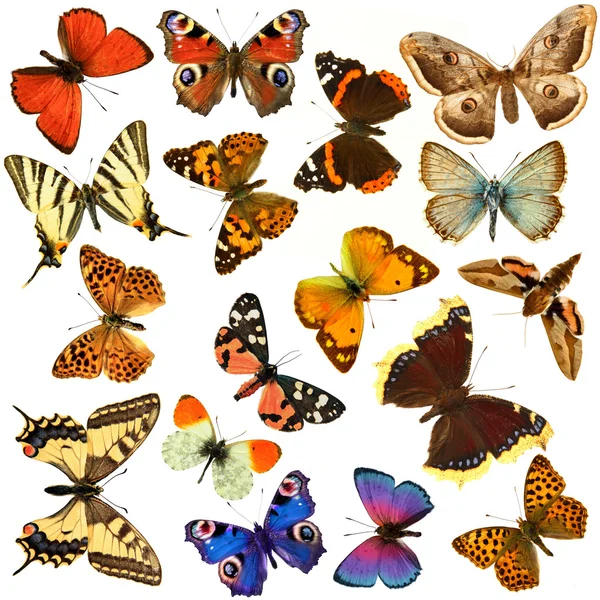 Группа бабочк