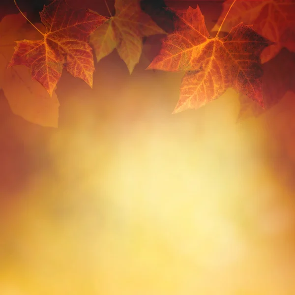 Осенний лист Стоковое Изображение