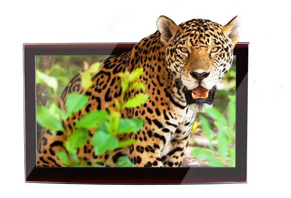 3D-телевизор с дикой природы Ягуар — стоковое фото