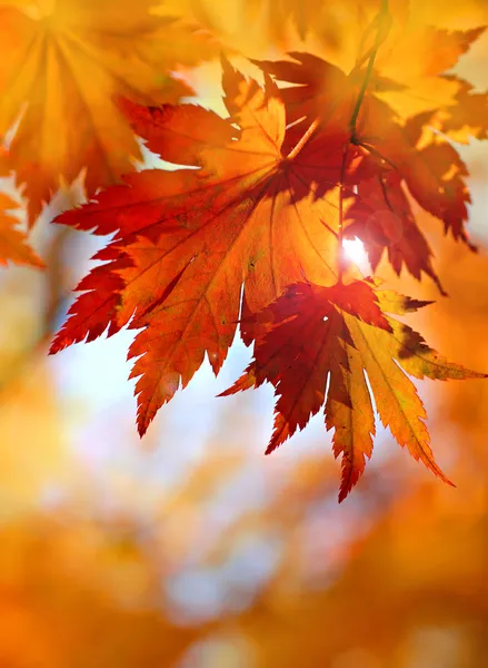 Осенний клен листья в размытым фоном Стоковое Фото