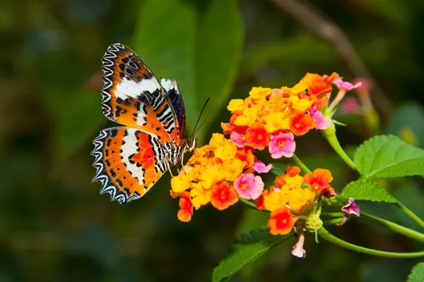 Красивая бабочка на красочный цветок — стоковое фото