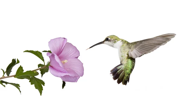 Hummingbird floats under a butterfly bush — стоковое фото