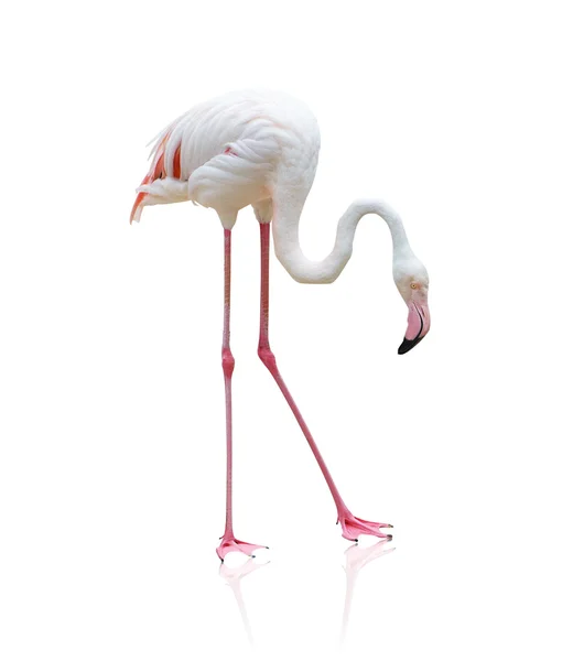 Портрет фламинго. — стоковое фото