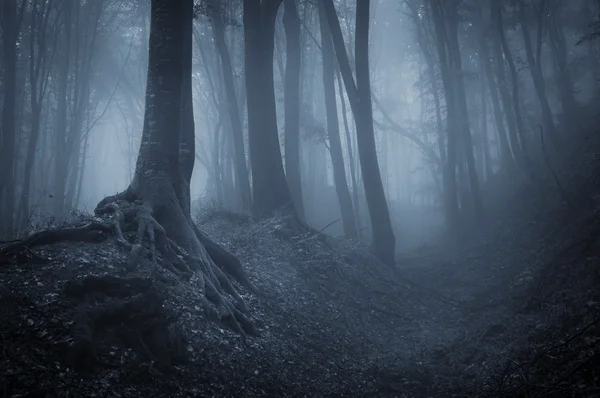 Ночь в темный лес с туман и черные деревья — стоковое фото