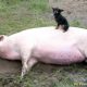 Смешные картинки про свиней (35 фото)
