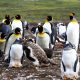 Красивые картинки пингвинов (30 фото)