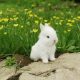 Красивые картинки кролики (35 фото)