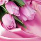 Красивые картинки тюльпанов на рабочий стол (38 фото)
