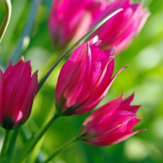 Картинка Pink Tulips на iPad mini