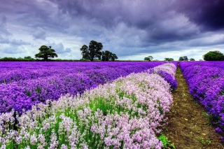 Обои Lavender Spring in Provence на Gigabyte GSmart