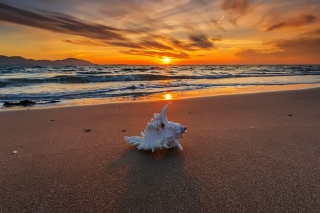 Обои Sunset on Beach with Shell для телефона и на рабочий стол Xiaomi Mi 4