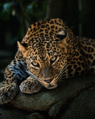 Обои Leopard in Night HD для телефона и на рабочий стол iPhone 4S
