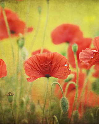 Картинка Red Poppies на телефон iPhone 5S