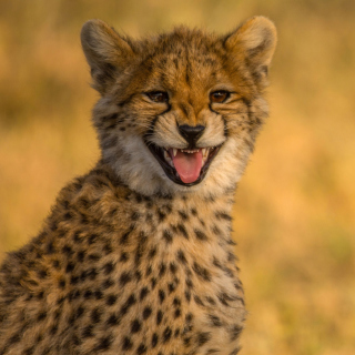 Картинка Cheetah in Kafue National Park на телефон iPad