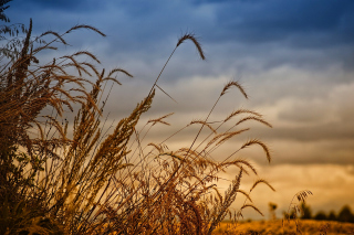 Обои Wheat Field Agricultural Wallpaper на Samsung Vibrant