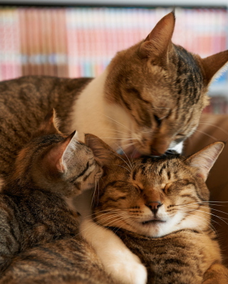 Обои Cat Family для Nokia Lumia 925