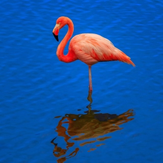Картинка Flamingo Arusha National Park для iPad 3