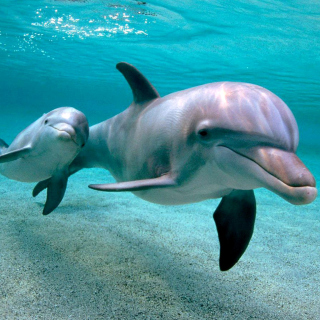 Обои Dolphins family на iPad 3