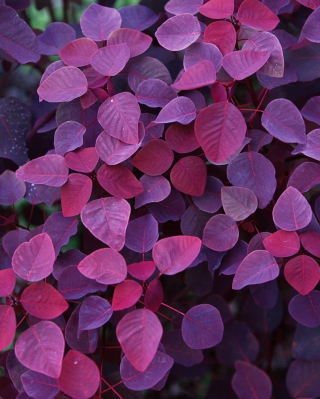 Картинка Pink And Violet Leaves на 132x176
